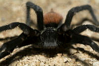 IMDOC1911 Brachypelma epicureanum.jpg
