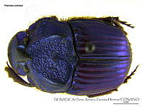 SAZH0504 Phanaeus palliatus.jpg