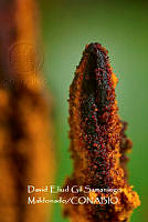 MN6PyH0068 Pequenos Gigantes.jpg