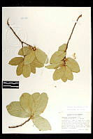 101799 Quercus coccolobifolia.jpg