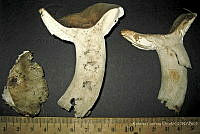 RGO0129 Russula variata.JPG