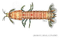 UNAM_FC-SISAL-0102 Neogonodactylus curacaoensis.jpg