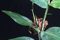 JDA D 07212 Commelina rufipes Seub. var. glabrata (D. R. Hunt) Faden & D. R. Hunt.jpg