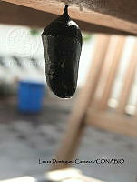 LDC 012 Danaus plexippus.jpg