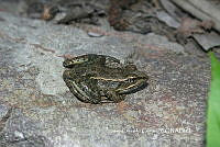JCC0464 Lithobates berlandieri.JPG