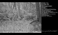FJBL0113 Crax rubra.jpg
