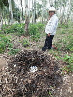 JDL0387 Crocodylus moreletii.jpg