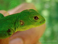 OOG0257 Ctenosaura pectinata.jpg