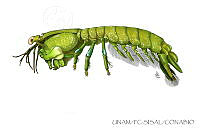 UNAM_FC-SISAL-0093 Neogonodactylus bredini.jpg