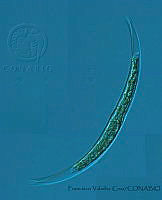 FVC0046 Closterium archerianum.jpg