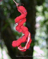 MDLLPG0035 Cojoba arborea.jpg