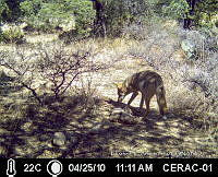 IE003 0007 Canis latrans.jpg