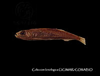 CICIMAR0556 Vinciguerria lucetia.jpg