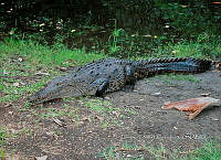 FN005 9 182 Crocodylus acutus.jpg