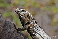 OAO0037 Ctenosaura hemilopha.jpg