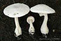 AKL0005 Amanita polypyramis.jpg