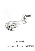 MARL0621 Siren intermedia.jpg