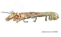 NE018 0984 Corallianassa longiventris_L.jpg