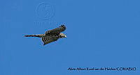 AAKVDH 0312 Accipiter cooperii.JPG