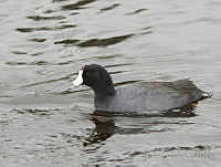 MGaves 1834 Fulica americana.jpg