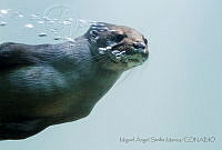 MASM04999 Lontra longicaudis.jpg