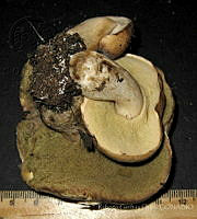 RGO0424 Suillus bovinus.JPG