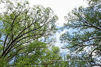 IMDOC 4704 Taxodium distichum.jpg