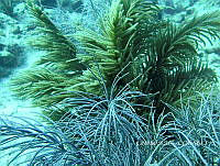 NE018 0336 Antillogorgia.jpg