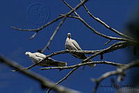 GECI L046 047 Streptopelia decaocto.JPG