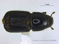 BTH0235 Scolytus sp..jpg