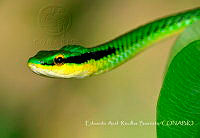 EARB004 Leptophis mexicanus.jpg