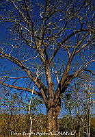 FBA1203 Quercus.jpg