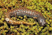RACA 0011 Pseudoeurycea mystax.JPG