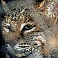 HBB0097 Lynx rufus.jpg