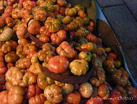 EL0026 Solanum lycopersicum.jpg