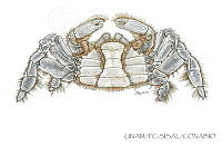 UNAM_FC-SISAL-0089 Pinnotheridae.jpg