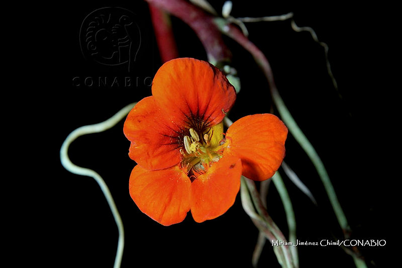 Zautla%200925%20Tropaeolum%20majus.jpg.nSiWufL9MQlnlUVjQA3g0JtbmFja29CbnFuZ3NAbXJ6LGtwZwA.v5yHzf1sy9