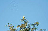 MGaves 2775 Tyrannus verticalis.jpg
