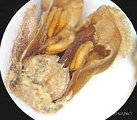 SL3428 Clethra hartwegii.jpg