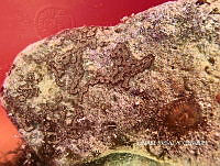 NE018 0358 Botrylloides nigrum.jpg