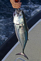 CNS1201 Euthynnus lineatus.jpg
