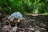 MN6PyH0086 Phaeoclavulina cyanocephala.jpg