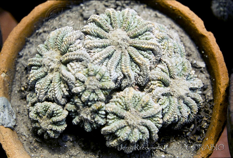 2885%20Aztekium%20ritteri.jpg.nyefvd70MTXRu5VhQA3g0JtbmFja29CbnFuZ3NAbXJ6LGtwZwA.2BKam9YzCE