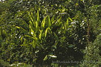 3445 Heliconia sp..jpg