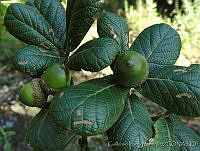 GIM0190 Quercus rugosa.jpg