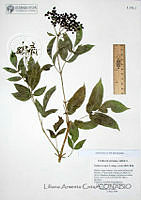 LAC003 Sambucus nigra.JPG