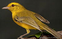 MGaves 2813 Vireo hypochryseus.jpg