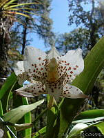 CGL1576 Orchidaceae.jpg