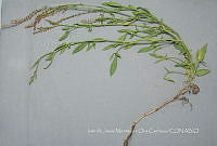 IMDOC4687 Rumex mexicanus.jpg