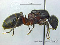 BTH0095 Camponotus herculeanus.jpg